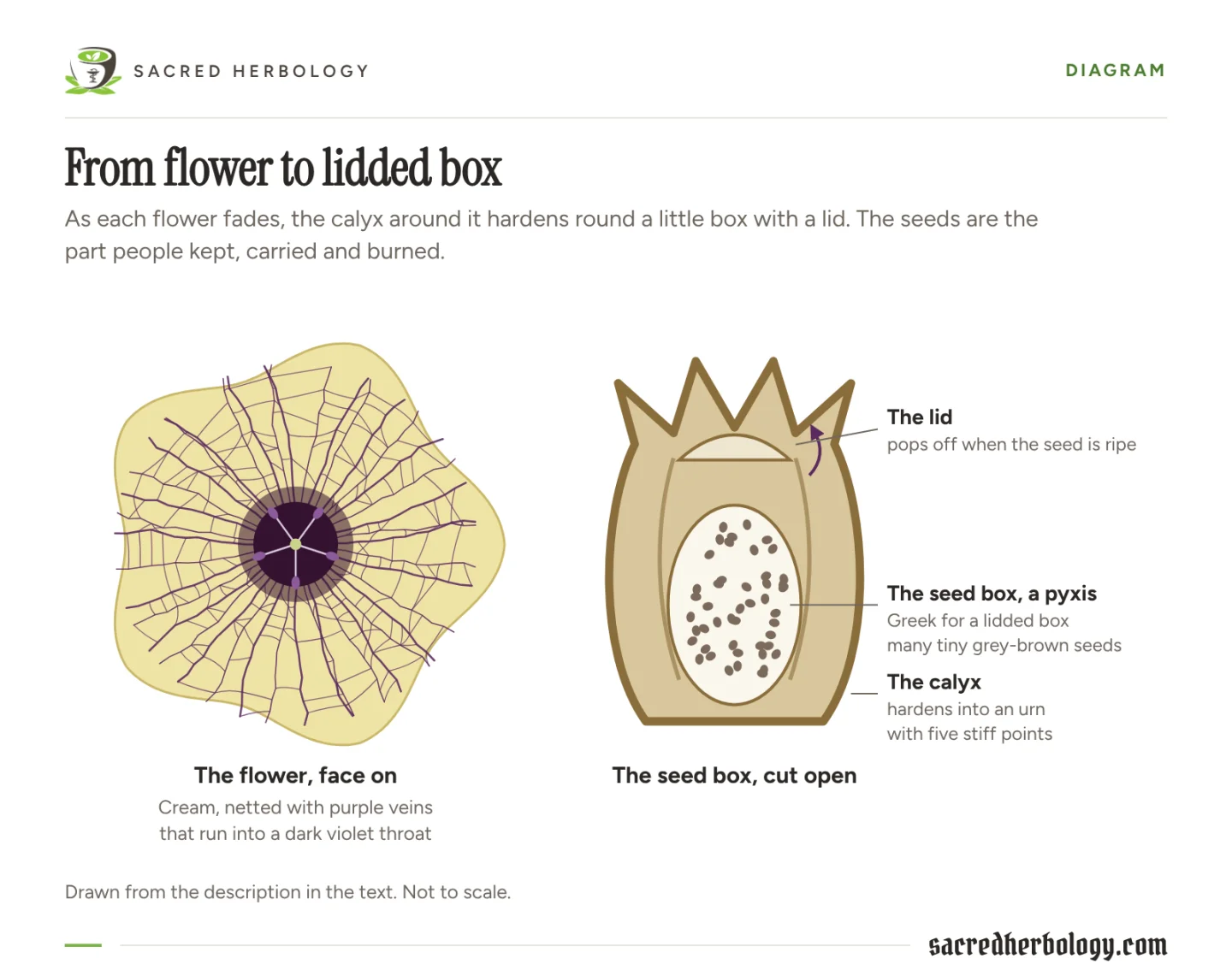 Drawing of a henbane flower face on beside a cut-open fruiting calyx, labelled to show the urn with five stiff points, the seed box inside full of tiny seeds, and the lid lifting off