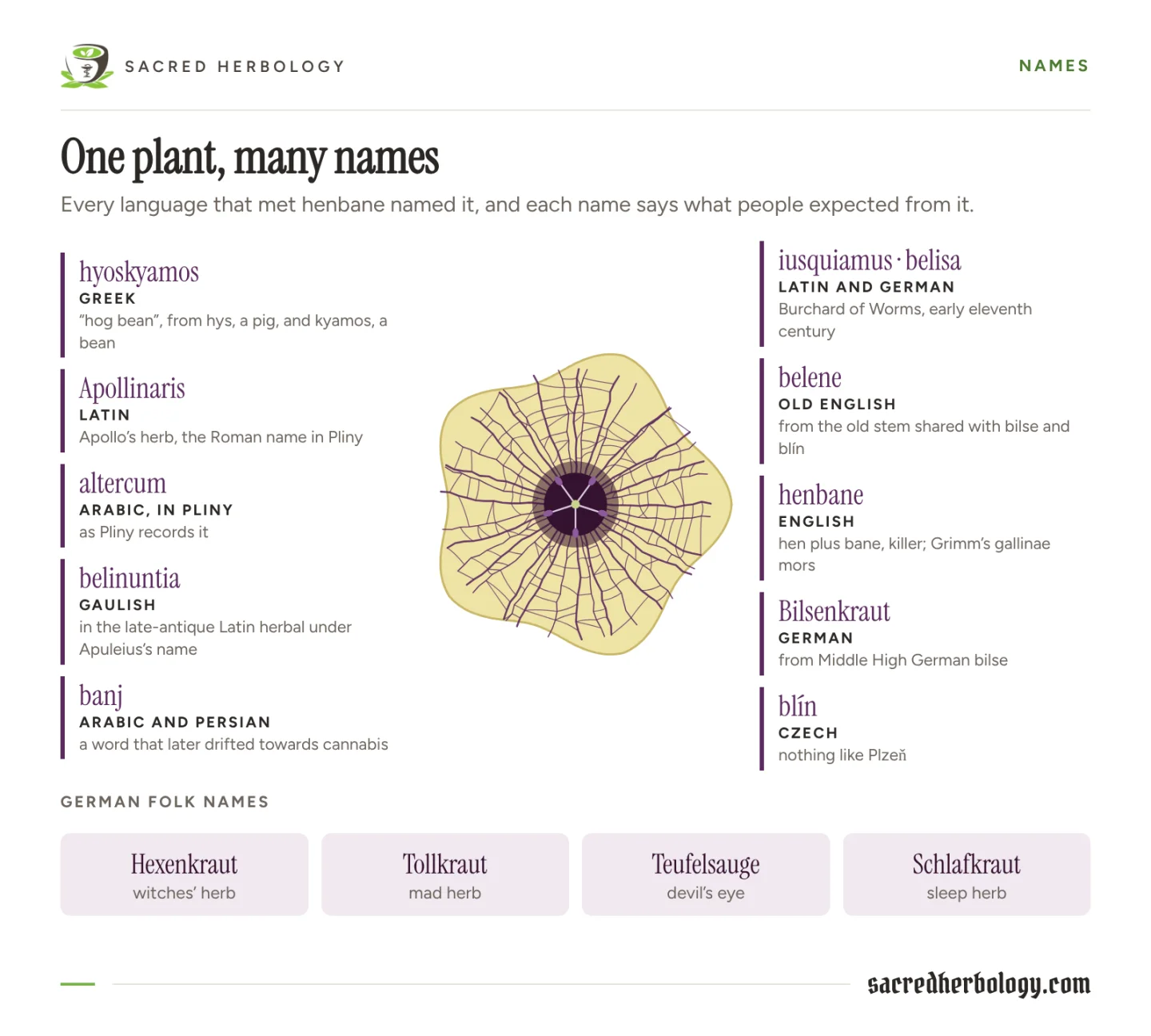 A henbane flower drawn in the centre, surrounded by its names in Greek, Latin, Arabic, Gaulish, Persian, Old English, English, German and Czech, with the German folk names Hexenkraut, Tollkraut, Teufelsauge and Schlafkraut below