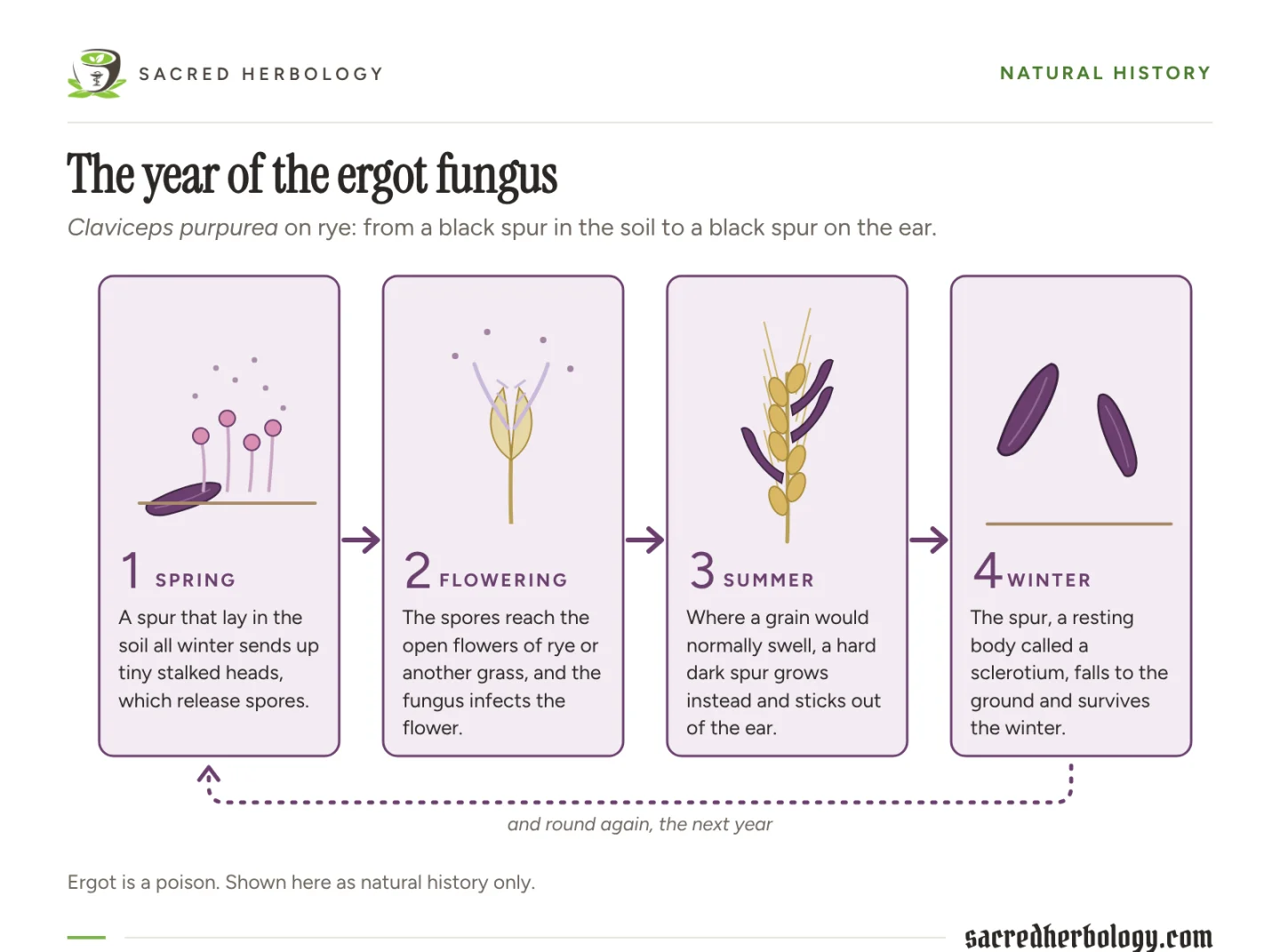 Four-step diagram: in spring a spur in the soil sends up tiny stalked heads that release spores; the spores infect a grass flower; in summer a dark spur grows in place of a grain; the spur falls and survives the winter, and the cycle starts again