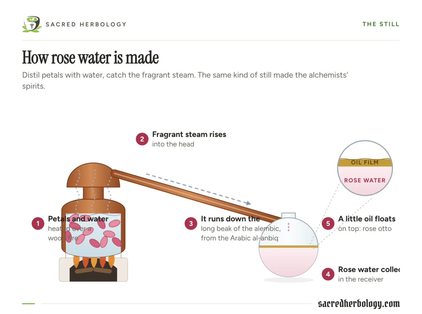 Diagram of a still: rose petals and water heated in a pot, steam rising through a head and cooling coil, rose water and a thin film of oil collecting in a receiver