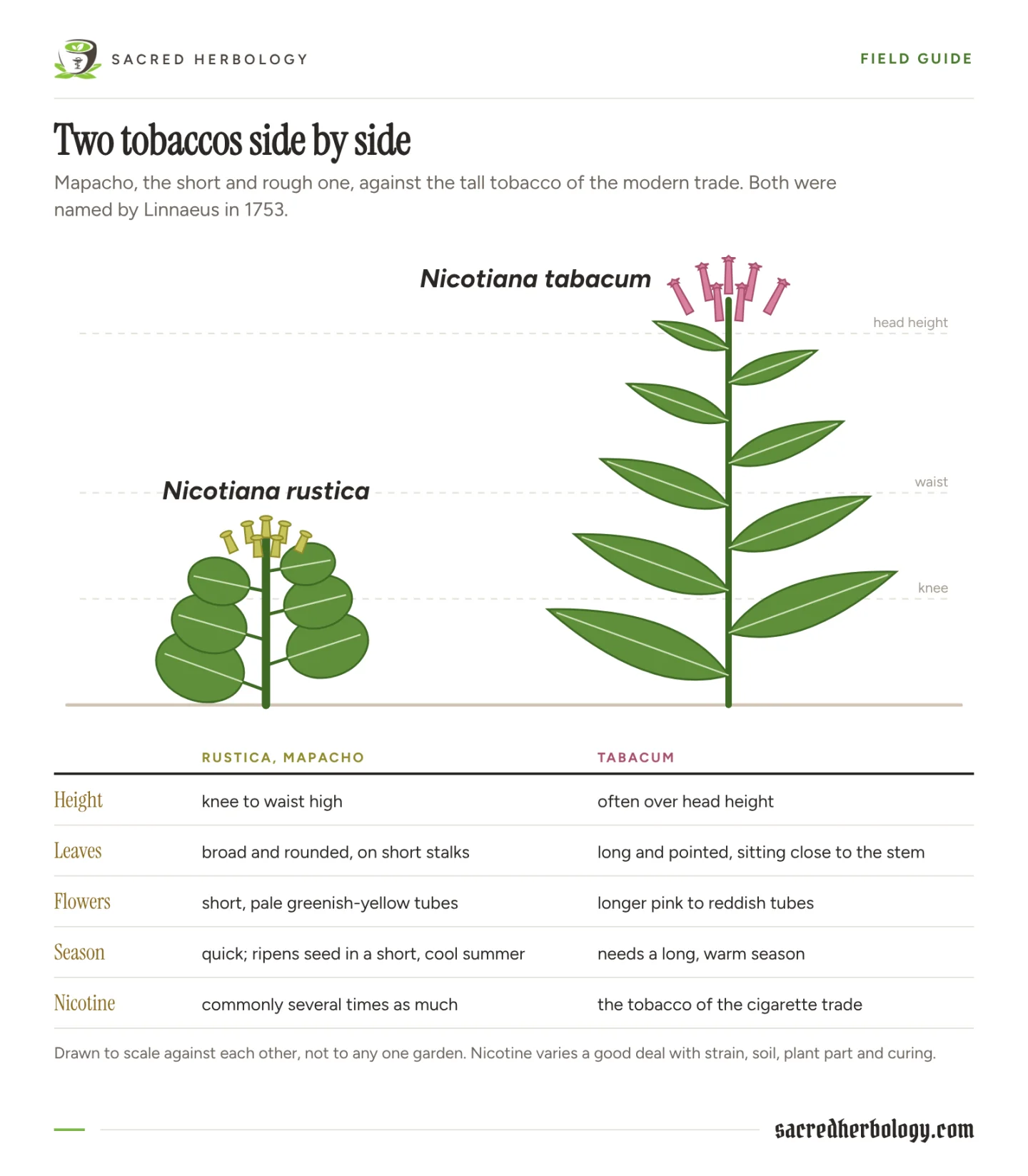 Drawing of two tobacco plants to scale: short Nicotiana rustica with round stalked leaves and greenish-yellow flowers beside tall Nicotiana tabacum with long pointed leaves and pink flowers, with a comparison table