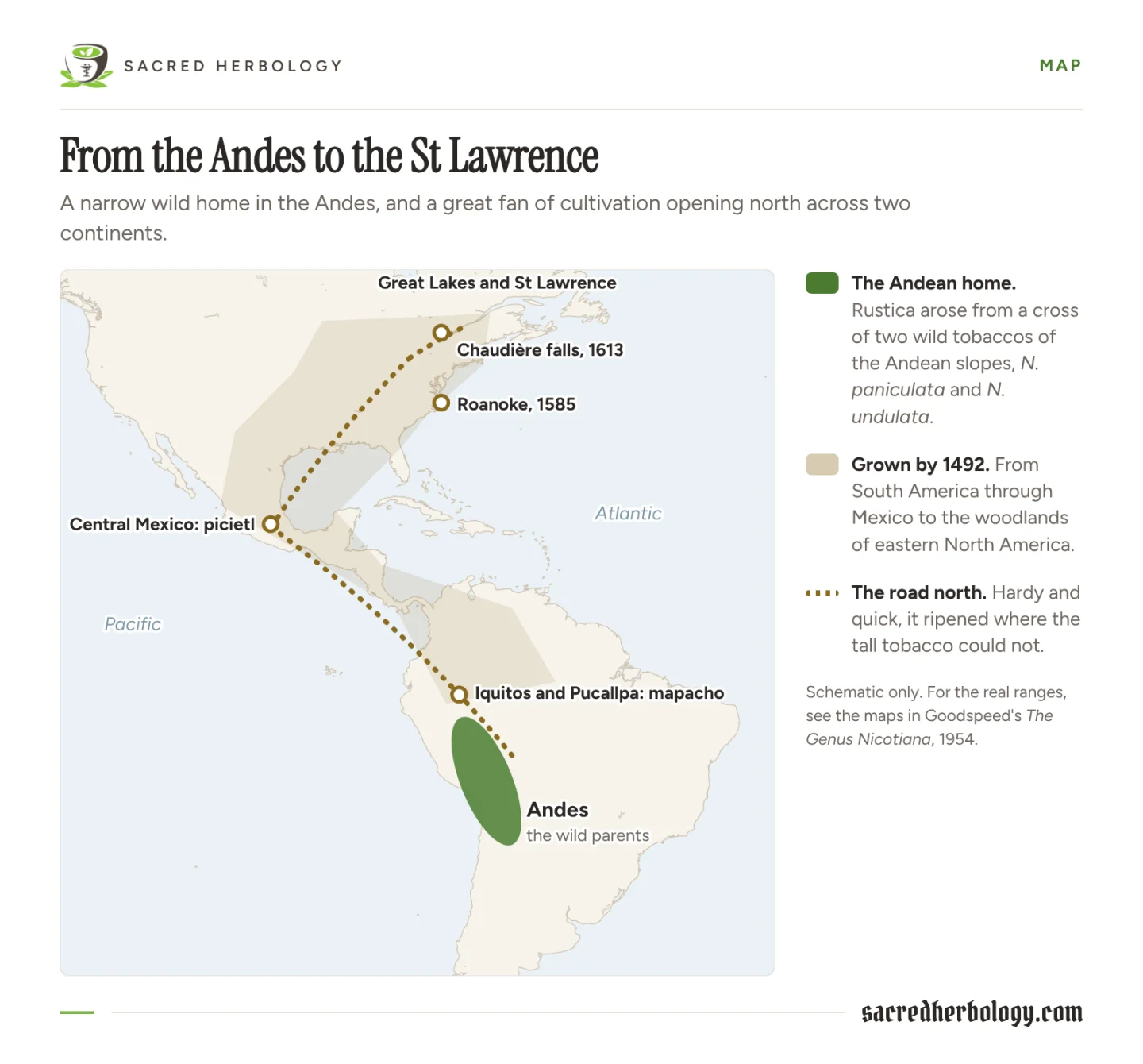 Schematic map of the Americas: a green oval over the central Andes marks the wild parents, and a shaded band and dotted line run north through Mexico to the Great Lakes and St Lawrence