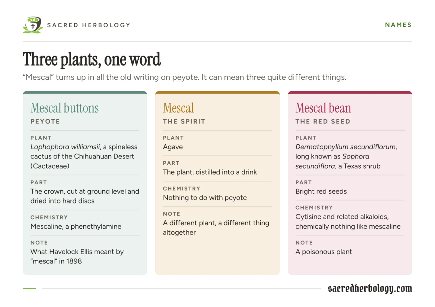 Table of three cards: mescal buttons are dried peyote crowns, which carry mescaline; mescal the spirit is distilled from agave; the mescal bean is the poisonous red seed of a Texas shrub, Dermatophyllum secundiflorum