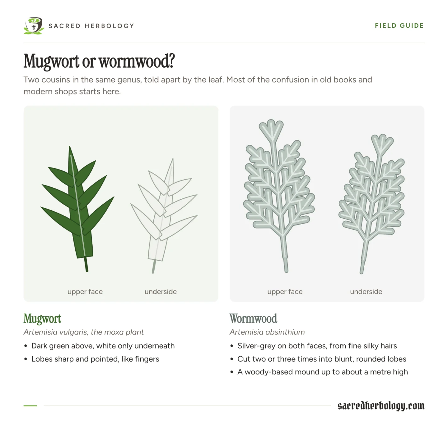 Diagram comparing leaves: mugwort dark green above and white below with sharp pointed lobes; wormwood silver-grey on both faces with blunt, rounded lobes