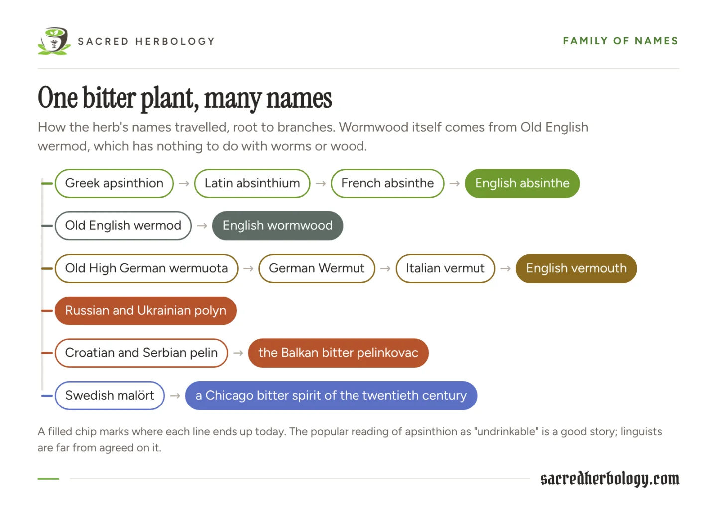 Family tree of wormwood's names: Greek apsinthion to English absinthe; Old English wermod to wormwood; German Wermut to vermouth; Slavic polyn and pelin; Swedish malört