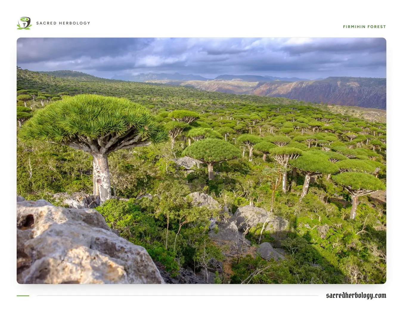 A wide rocky plateau covered in green scrub and dotted with dozens of umbrella-crowned dragon's blood trees, under a cloudy sky with cliffs in the distance