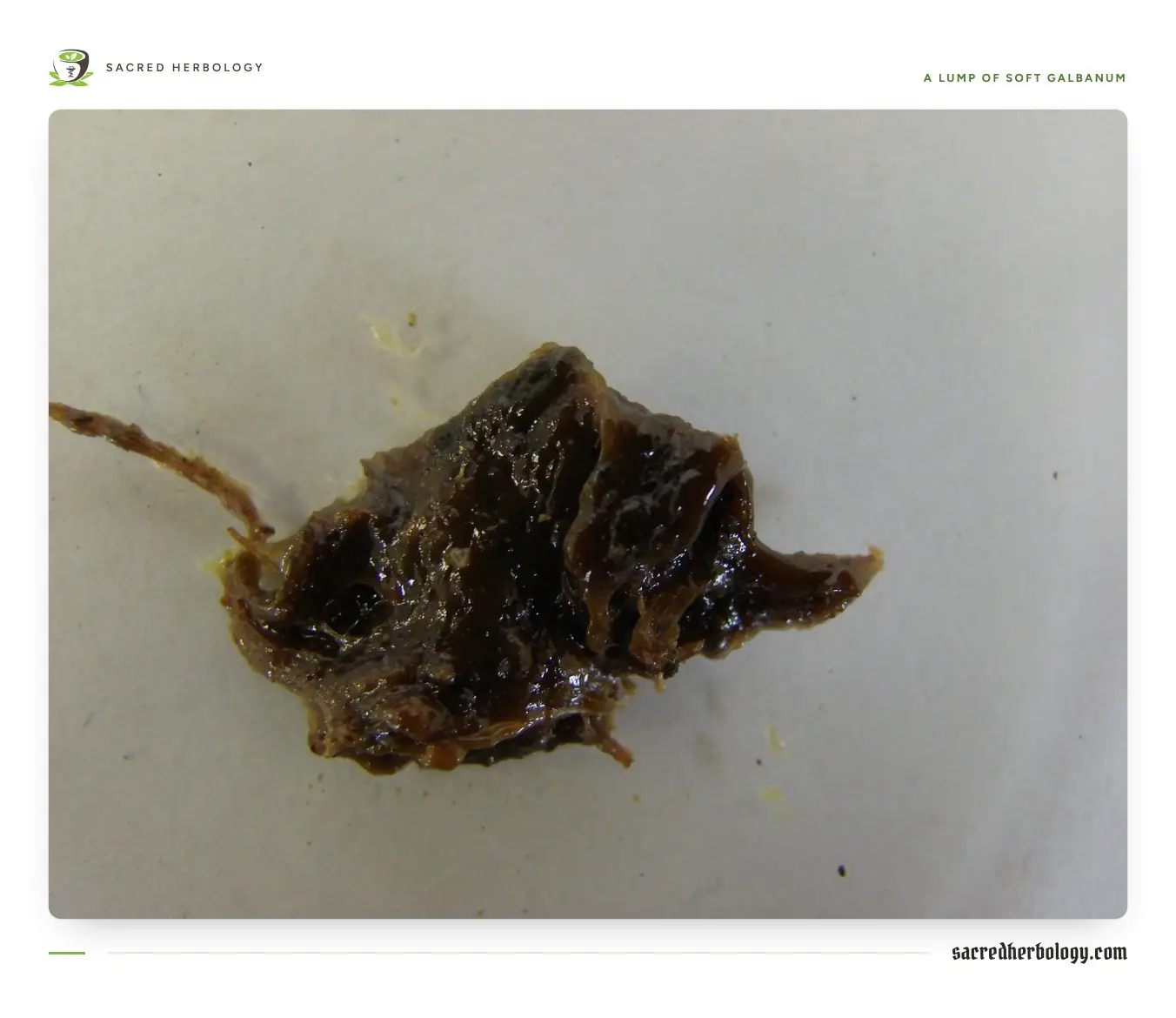 A sticky, glossy lump of dark brown resin with paler honey-coloured edges and a fibre of plant matter caught in it, on a white surface