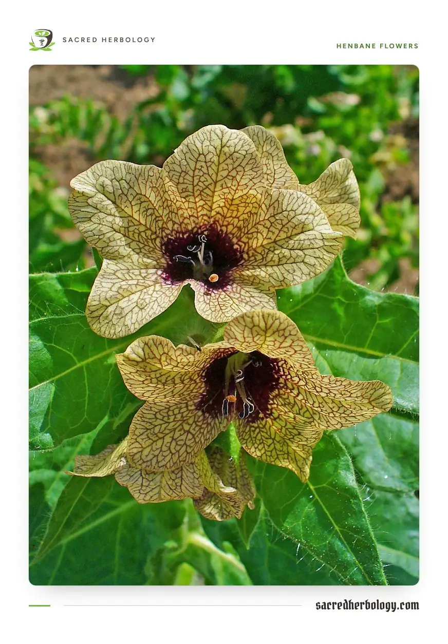 Two henbane flowers seen from the front, creamy yellow and covered in a fine net of dark purple veins that run into a deep violet throat