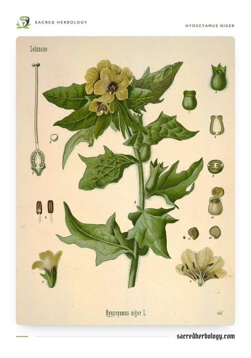 Coloured botanical plate of black henbane showing a leafy flowering stem with purple-veined cream flowers, and small studies of the flower, the urn-shaped fruiting calyx, the lidded seed box and the seeds