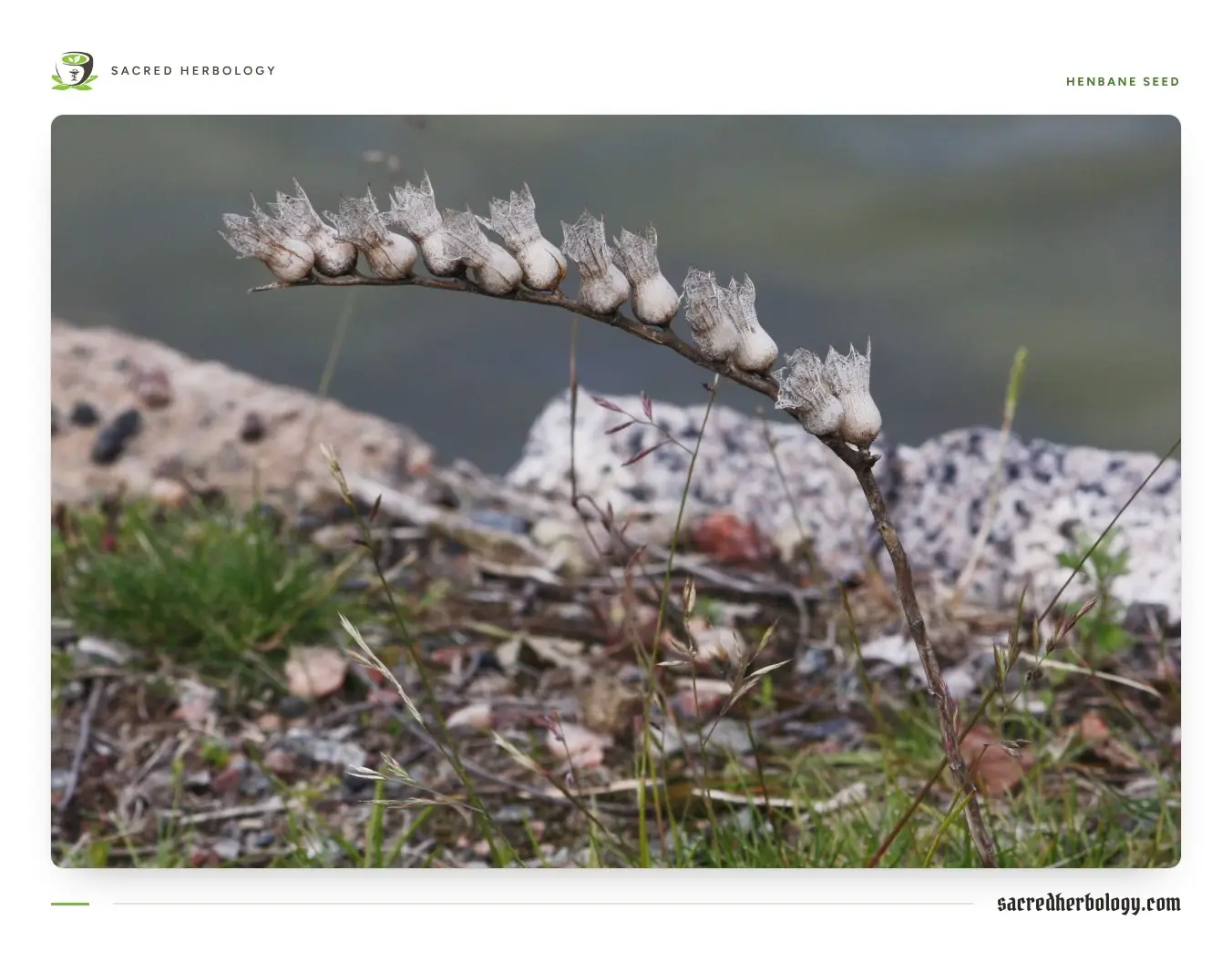 A dry, arching henbane stalk lined along one side with a row of pale, spiky urn-shaped seed boxes, against grey rocks