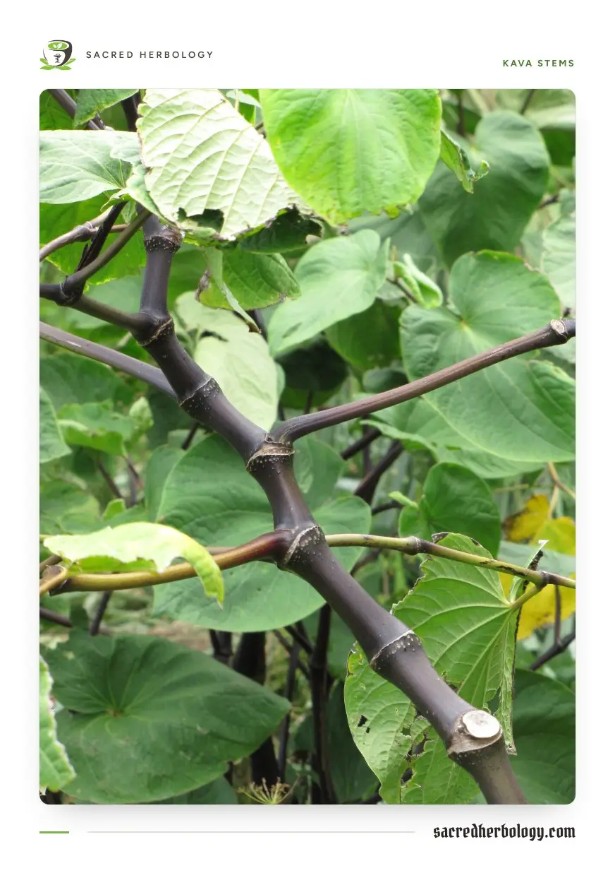 Close view of a kava plant: dark, jointed stems that swell at each node, and broad heart-shaped green leaves