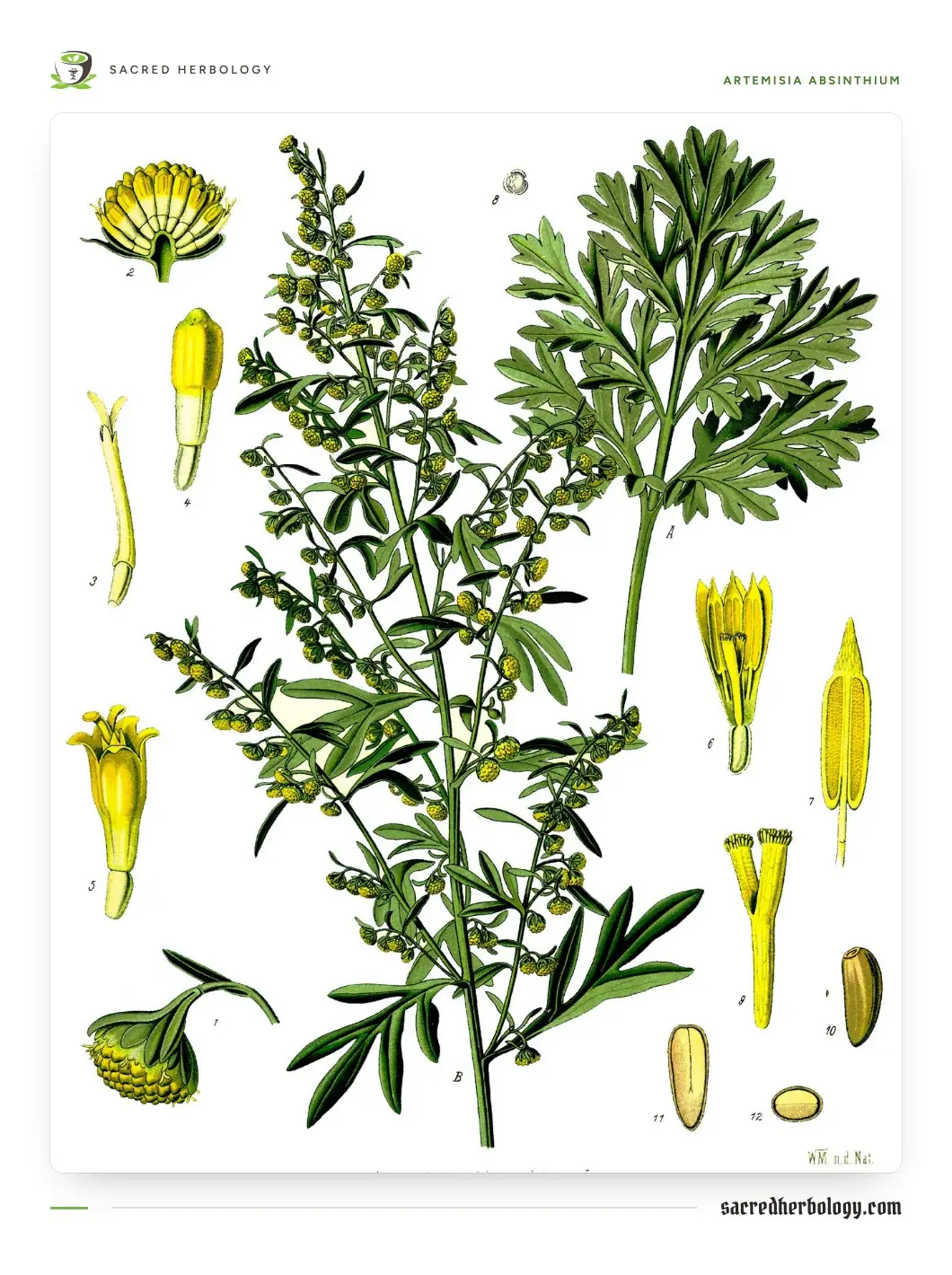 Coloured botanical plate of wormwood: a flowering stem with many small yellow nodding flower heads, a deeply cut basal leaf, and magnified flower parts around the edge