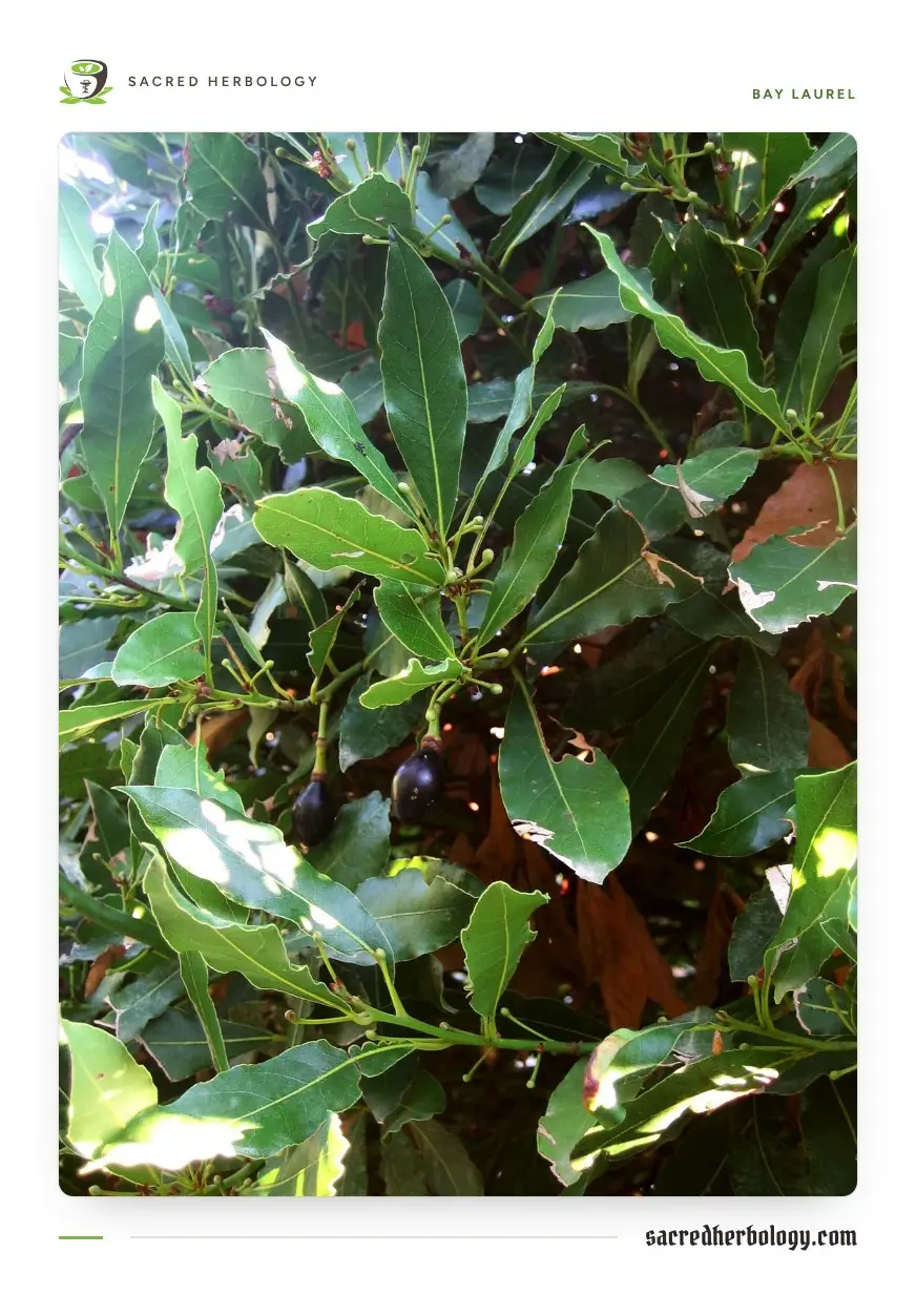 Glossy wavy-edged bay leaves with clusters of small round flower buds and two ripe black berries