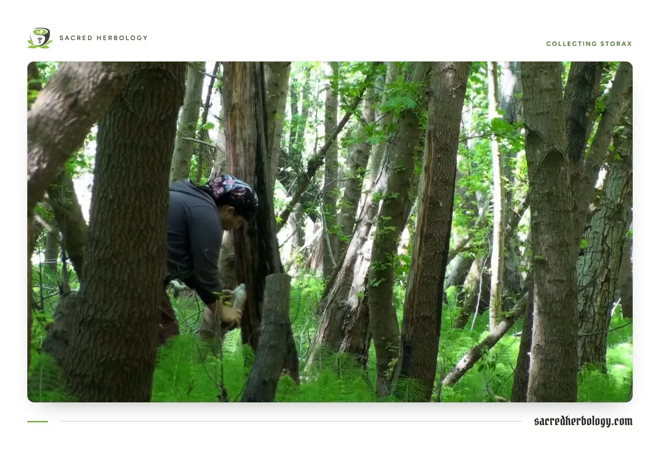 A collector bent over at the base of a tall Oriental sweetgum trunk in a shady forest, scraping balsam from the bark