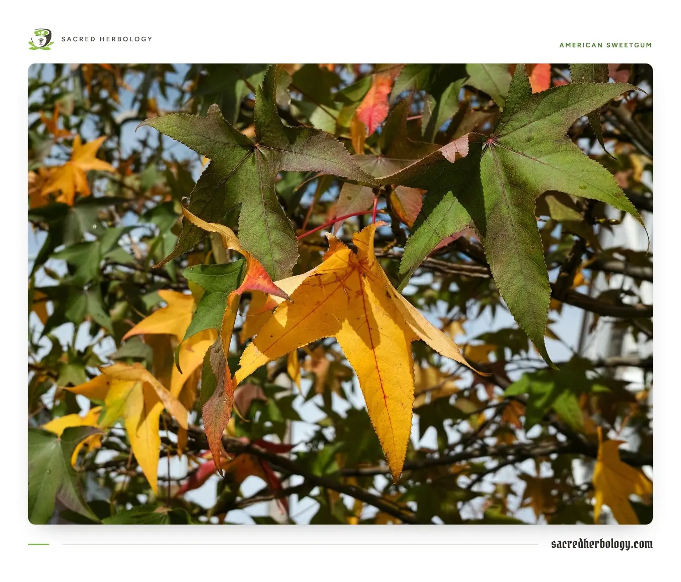 Star-shaped, maple-like leaves of American sweetgum turning yellow, orange and red on a street tree