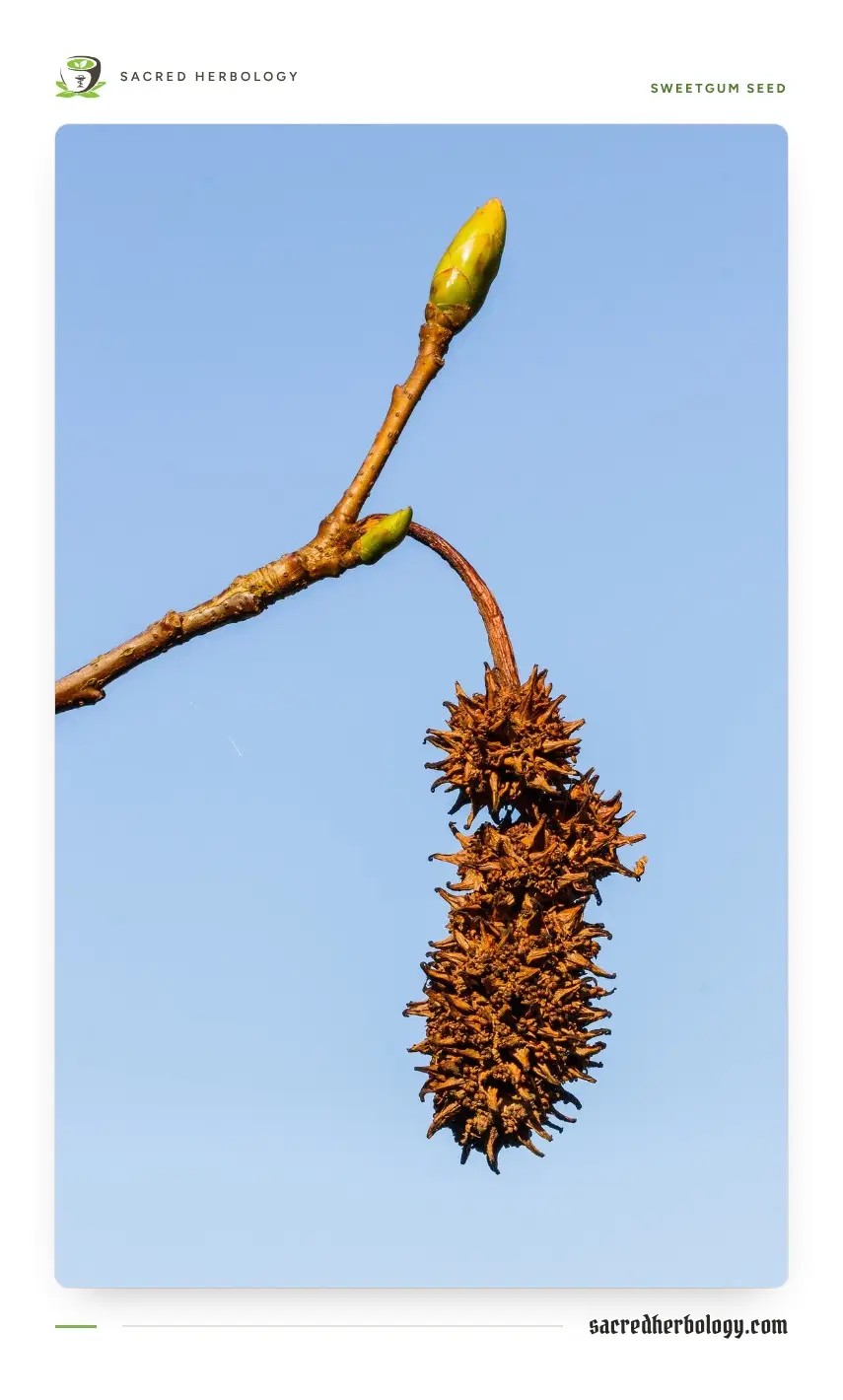 A hanging chain of spiky brown sweetgum seed balls below two new leaf buds, against a blue sky