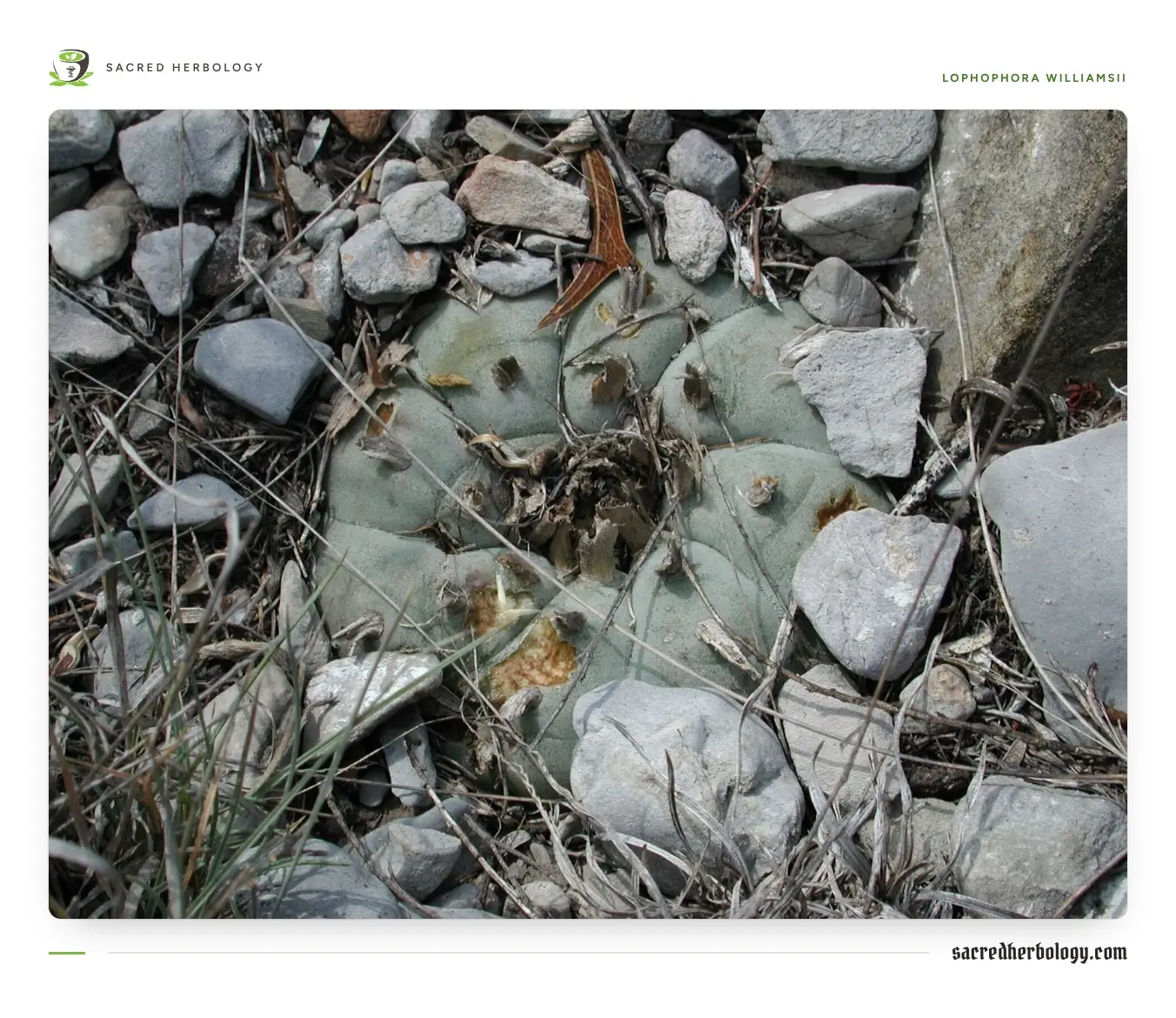 Low, blue-green, spineless peyote crowns with soft ribs and tufts of pale wool, growing flat among grey limestone rocks and dry twigs