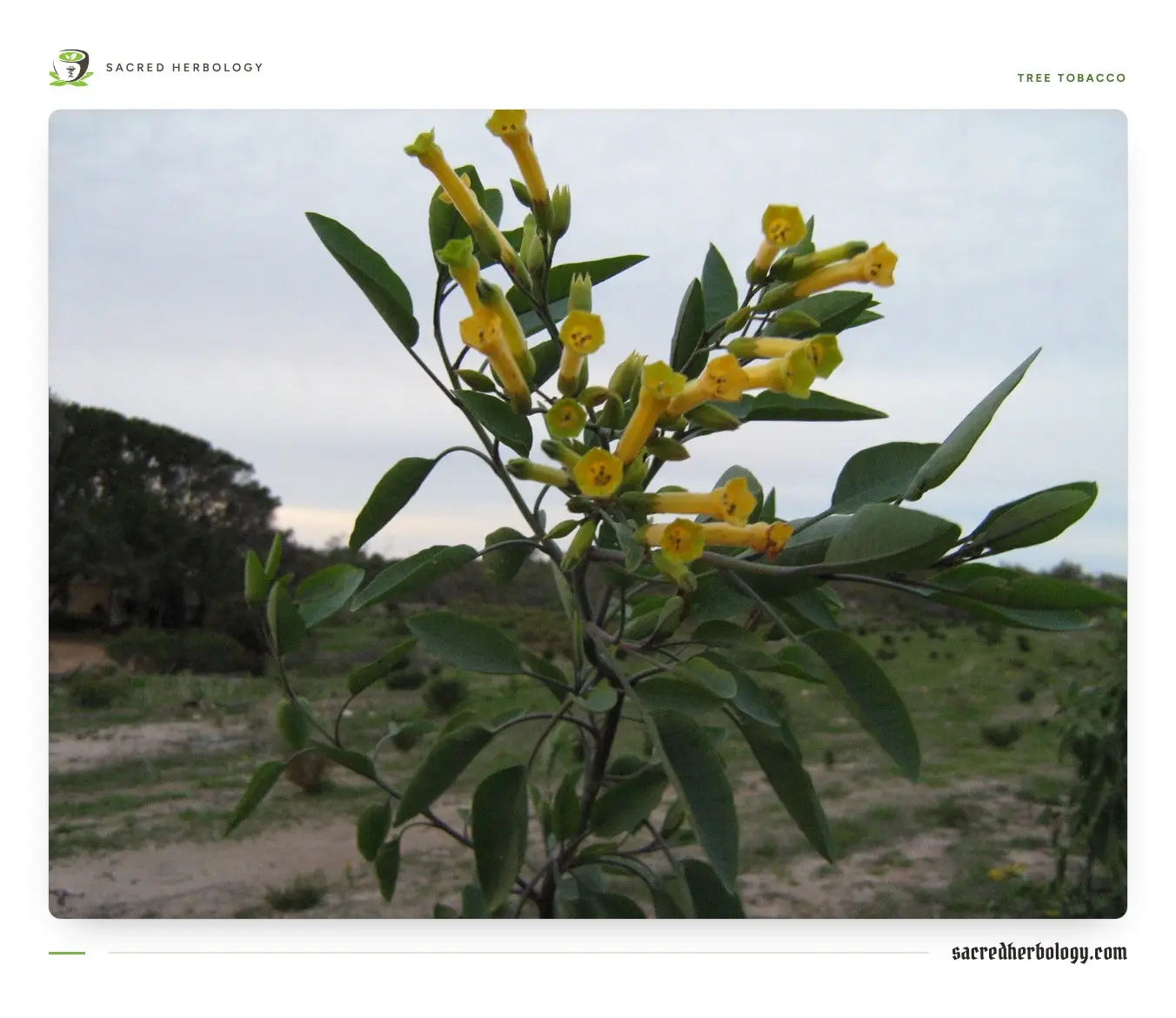 A slender shrub with blue-grey leaves and clusters of long yellow tubular flowers, in dry coastal bushland