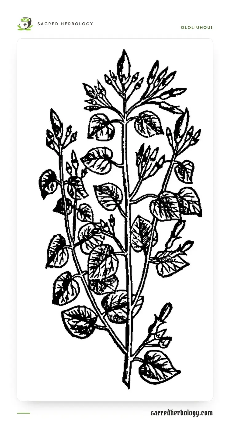 Black and white woodcut of a climbing stem with many pairs of heart-shaped leaves