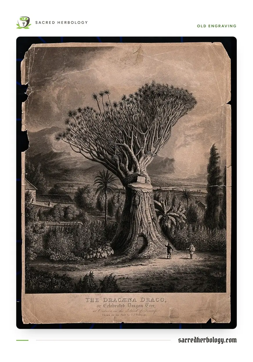 Old engraving of an enormous, many-branched dragon tree in a walled garden, with two tiny human figures at the foot of its trunk