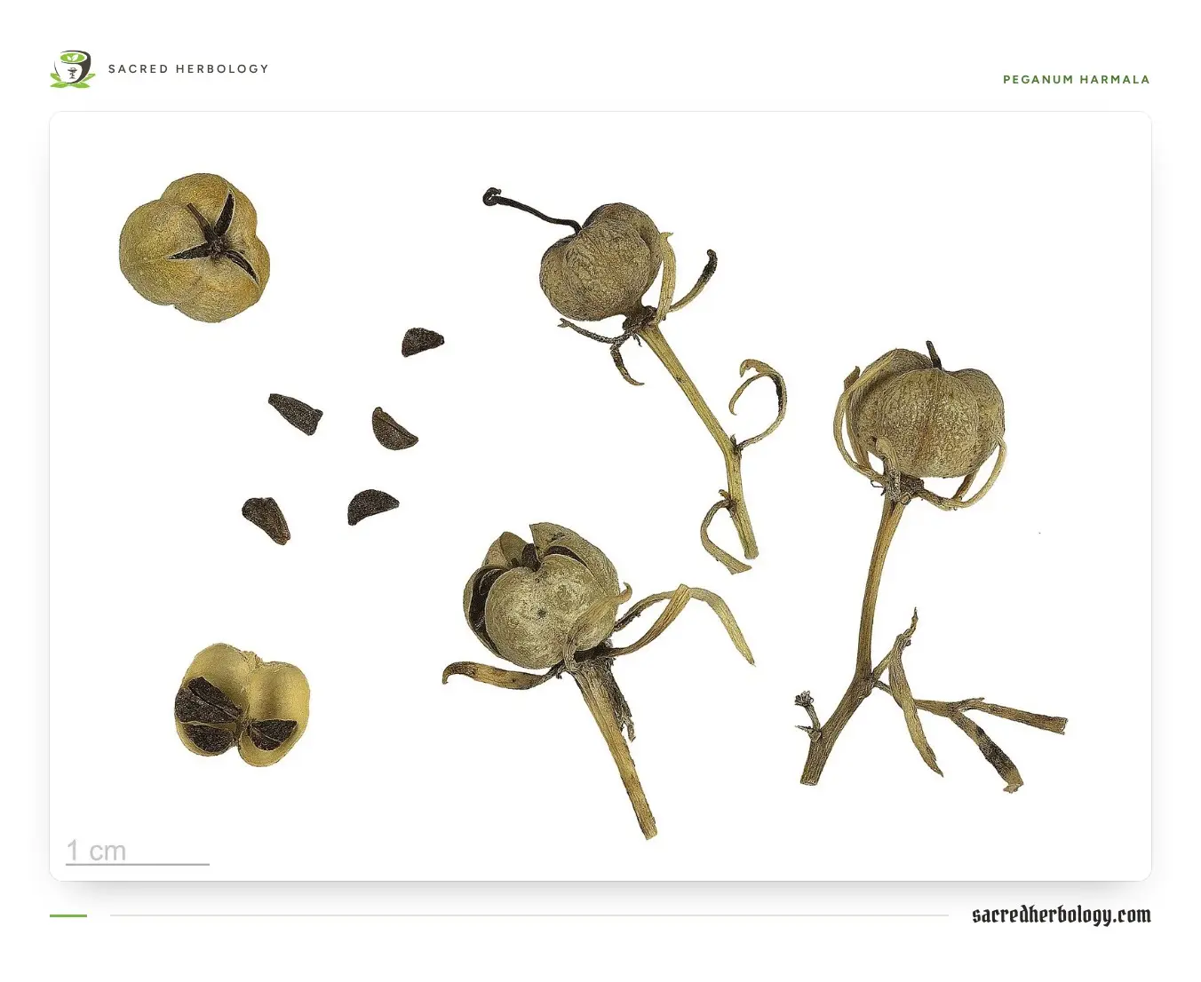 Dry, pale round seed capsules on short stalks, some split open into three chambers, with a few small dark brown angular seeds laid out beside them on white, with a one-centimetre scale bar