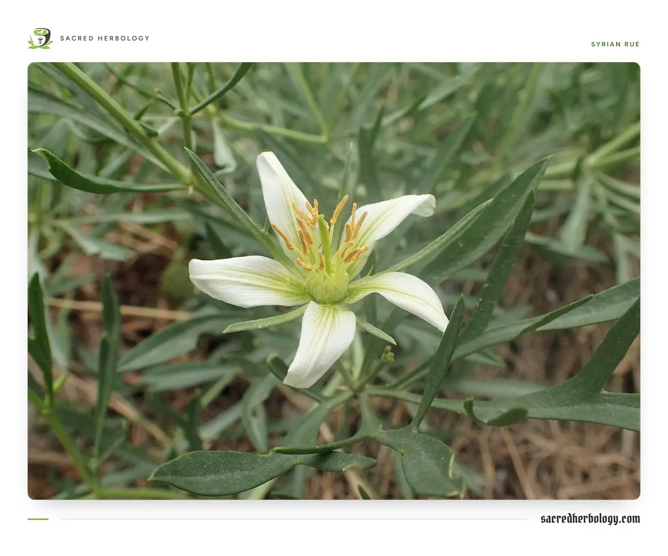 Close view of a single white five-petalled flower with a green centre and a ring of yellow-tipped stamens, among narrow thread-like grey-green leaves