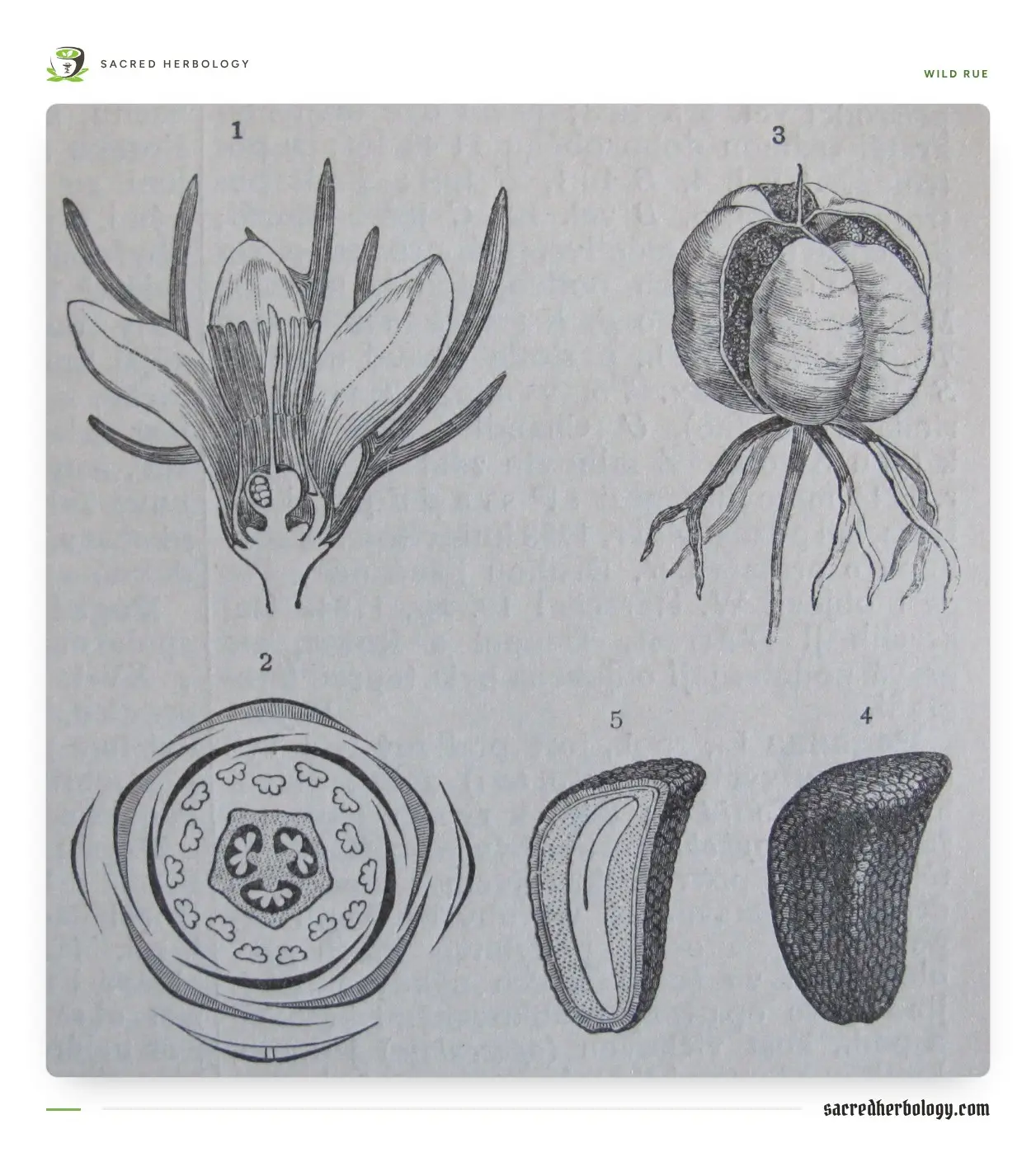 Black and white engraving in five parts: a flower cut lengthwise, a floral diagram, a round three-chambered fruit, and a seed whole and in section
