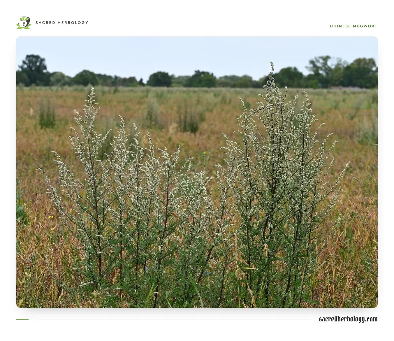 A stand of tall grey-green Artemisia with long, narrow leaf lobes and flowering spikes in a field