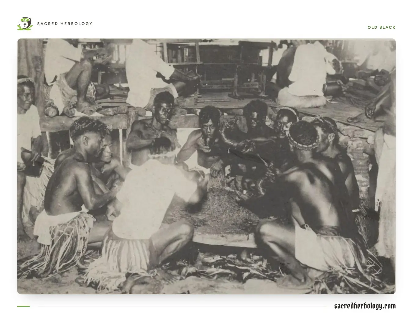 Old black-and-white photograph of Pohnpeian men seated around a flat stone, pounding and preparing sakau, with onlookers behind