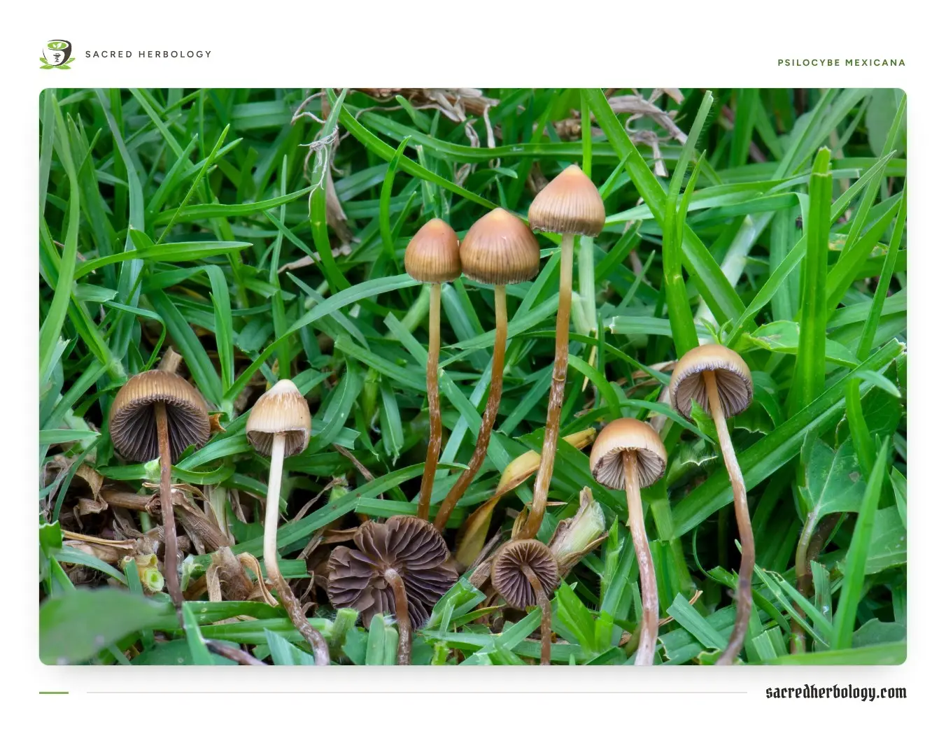 A cluster of small mushrooms with tan, bell-shaped caps on thin pale stems, growing among green grass, two of them turned over to show dark gills