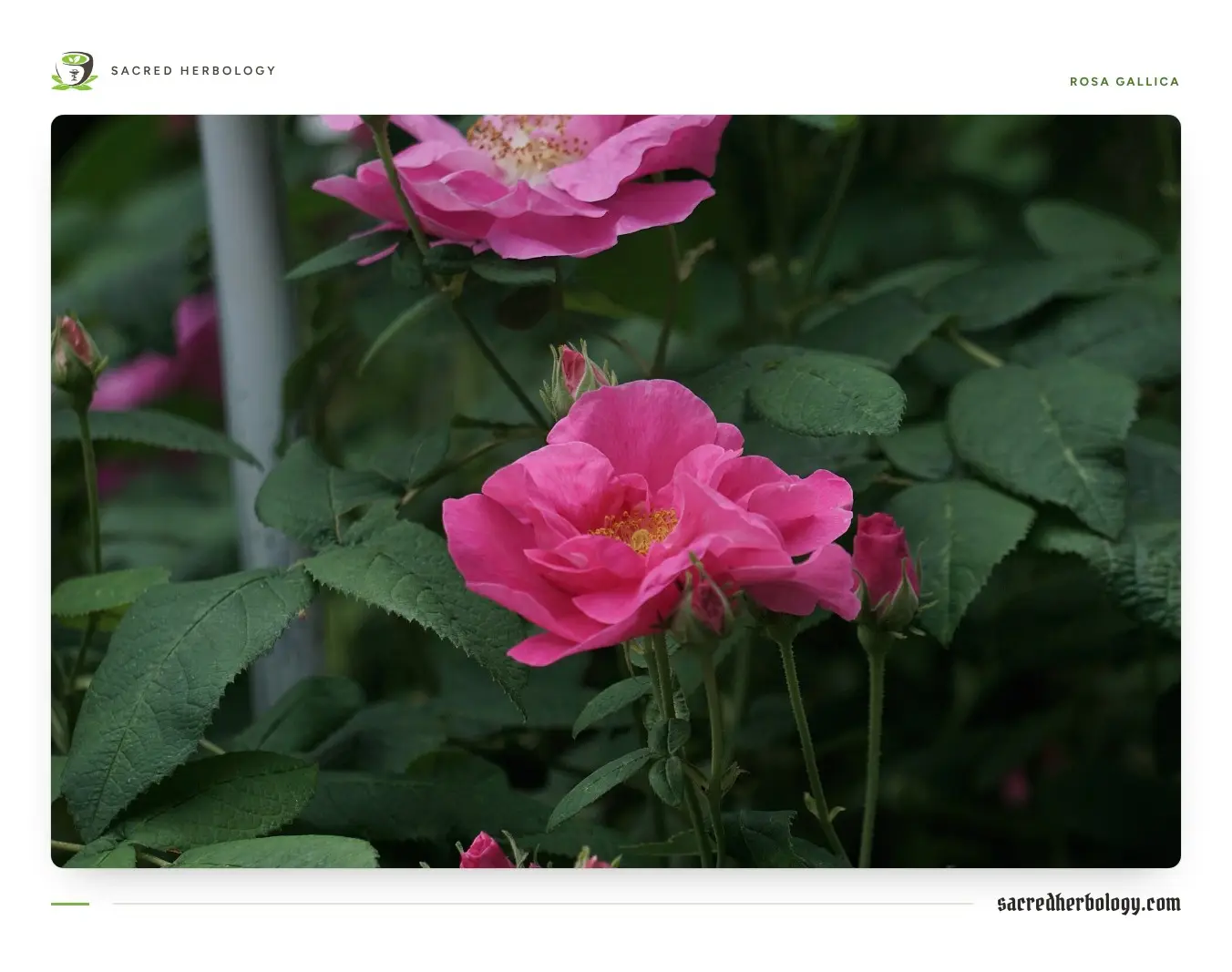 Semi-double deep pink rose flowers with golden stamens and rounded buds on a leafy green shrub