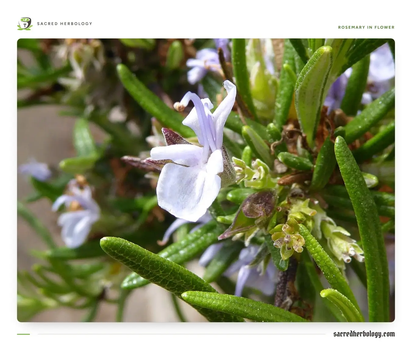 Close view of a rosemary stem with narrow, needle-like dark green leaves and small pale lilac two-lipped flowers