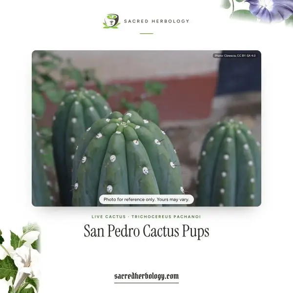 San Pedro Cactus Pups (Trichocereus pachanoi)
