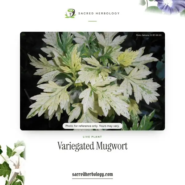 Variegated Mugwort, Live Plant