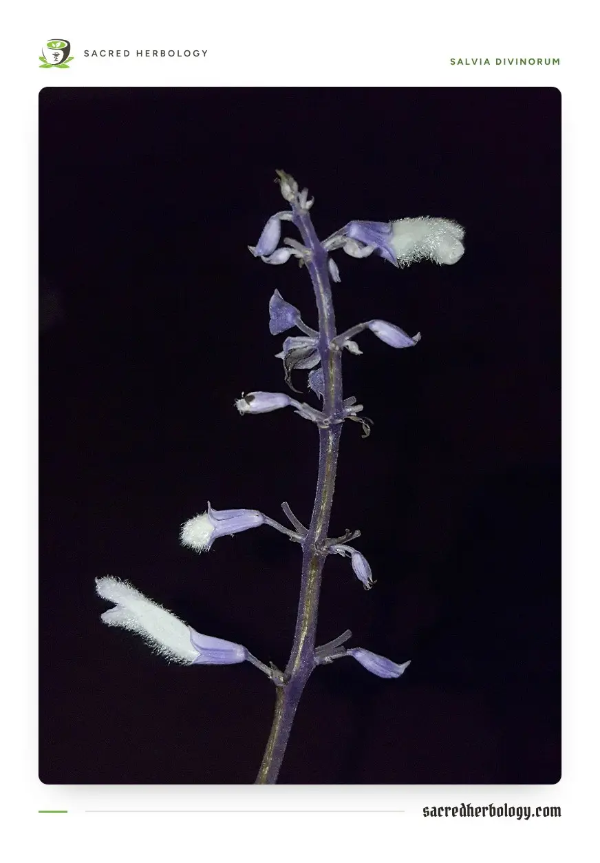A dark flower stem against a black background, with violet calyces and white, hairy, tube-shaped flowers