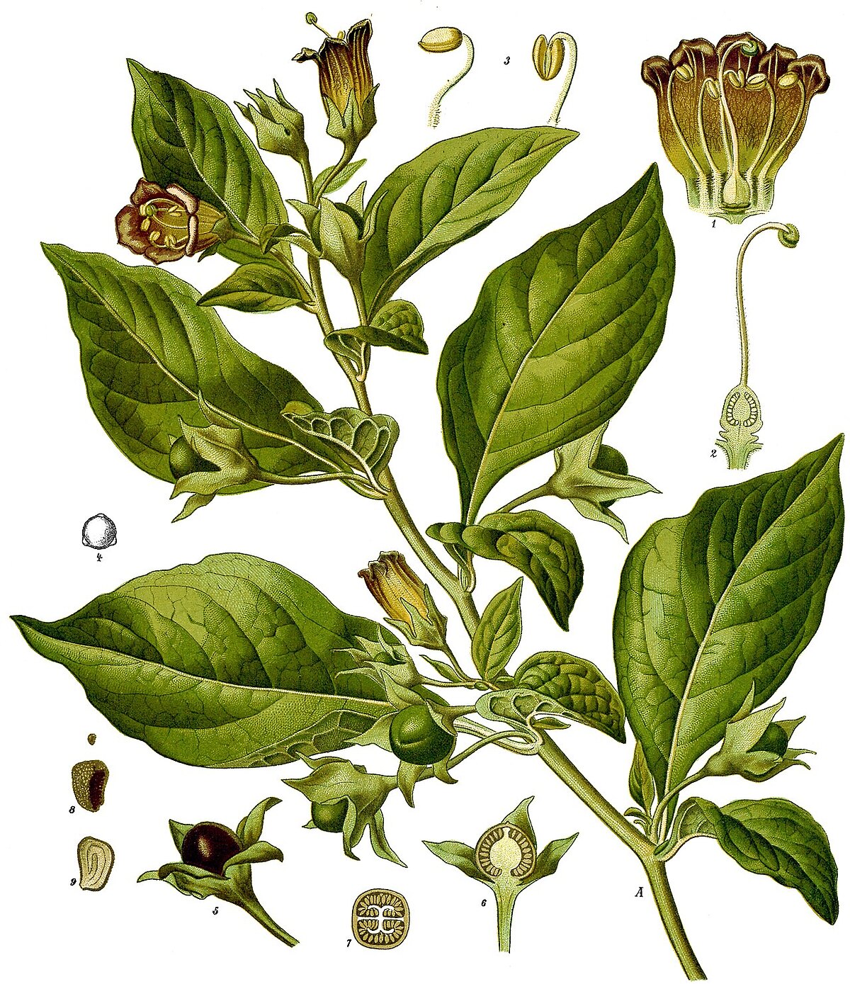 Deadly nightshade, plate from Koehler