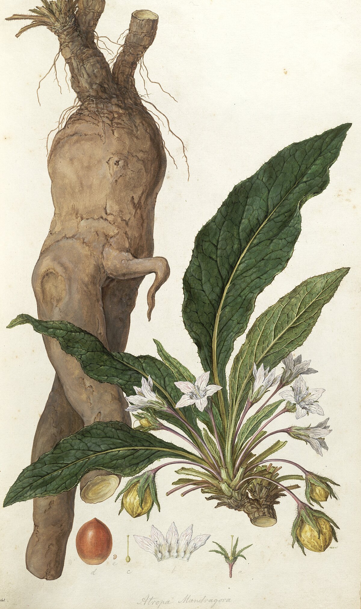Mandrake, watercolour by Ferdinand Bauer