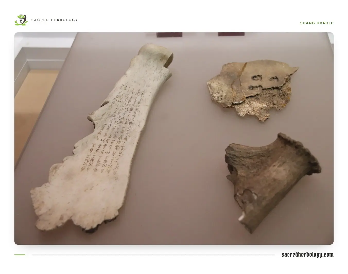 Three pieces of ox shoulder blade in a museum case; the long piece on the left is covered in columns of carved characters