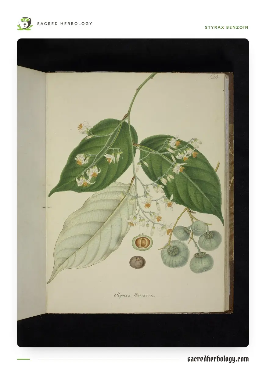 Botanical watercolour of a Styrax benzoin branch with pointed leaves, sprays of small white flowers and round grey-green fruits, in a bound volume