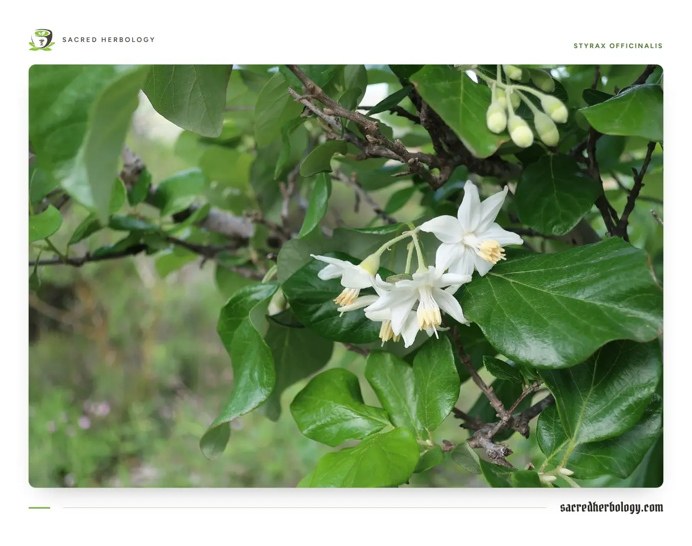White, bell-shaped flowers with yellow stamens hanging from a twig of Styrax officinalis among rounded green leaves
