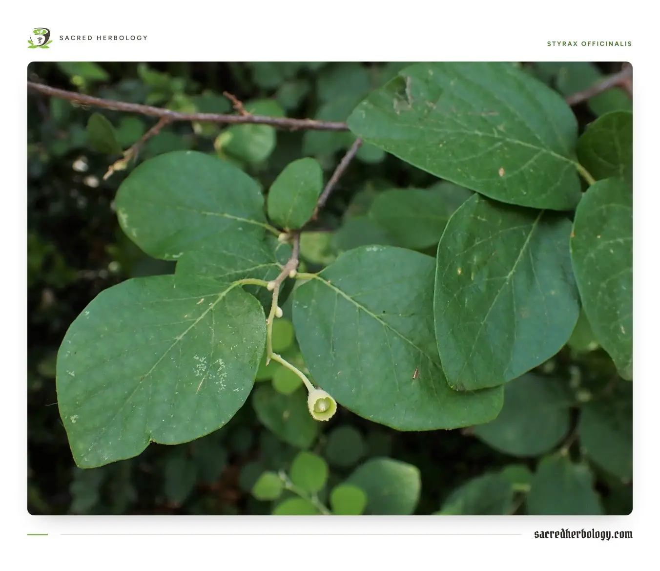 A leafy shoot of Styrax officinalis with broad oval leaves and a small round green fruit, in hill scrub
