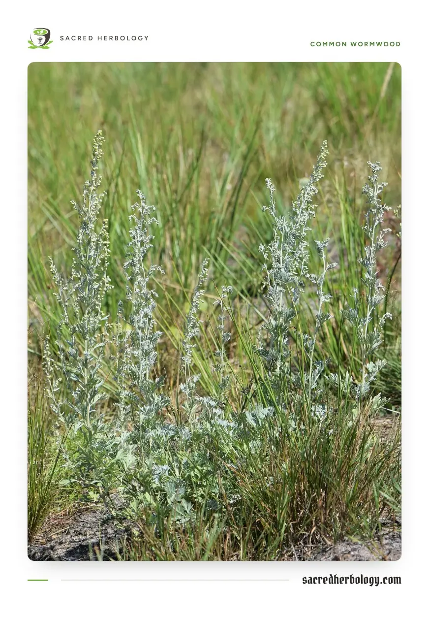 Several silver-grey wormwood plants with tall, loose flowering spikes standing among green grasses
