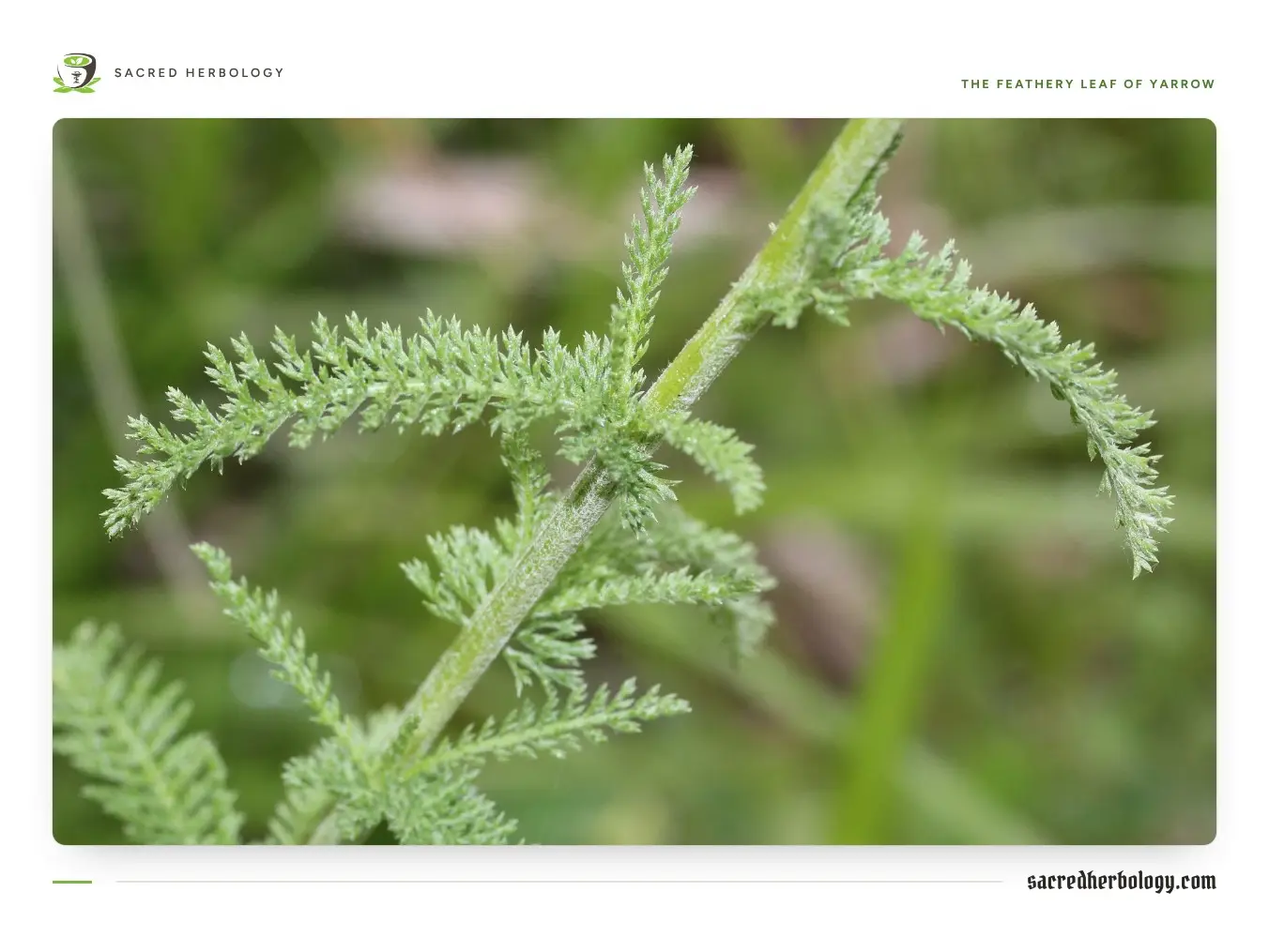 Close view of a yarrow stem with finely divided, feather-like green leaves